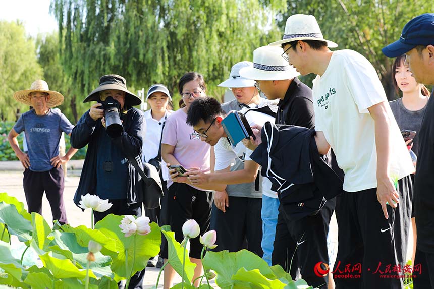 盛開的并蒂蓮引得游人紛紛拍照。人民網(wǎng) 楊華龍攝